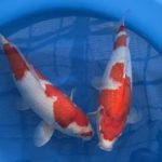 47th All Japan Koi Show Grand Champion