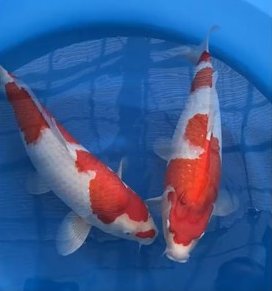 47th All Japan Koi Show Grand Champion