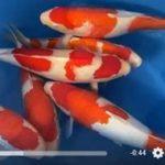 47th All Japan Koi Show Grand Champion