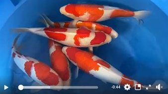 47th All Japan Koi Show Grand Champion