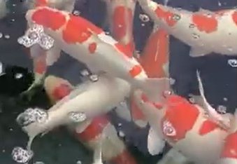 Dainichi koi farm.