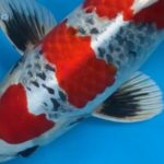 AO Aokiya breed koi