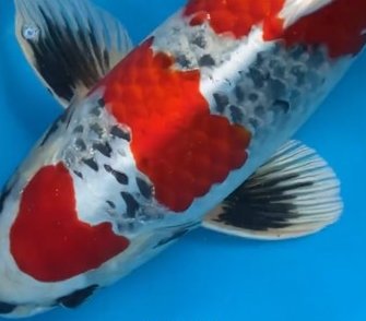 AO Aokiya breed koi