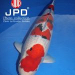 JPD Photo Collections