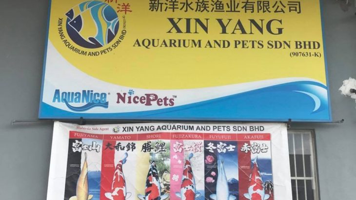 JPD Malaysia agent Xin Yang Aquarium visit for preparing ZNA koi show.