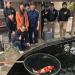 USA Koi hobbyist Mr. Duke san house visit.