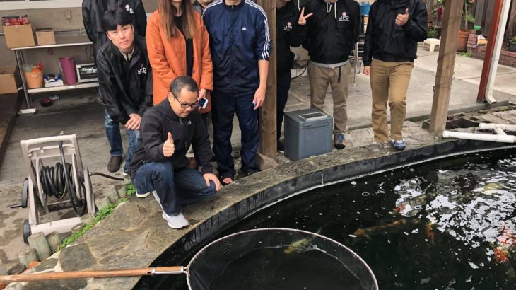 USA Koi hobbyist Mr. Duke san house visit.