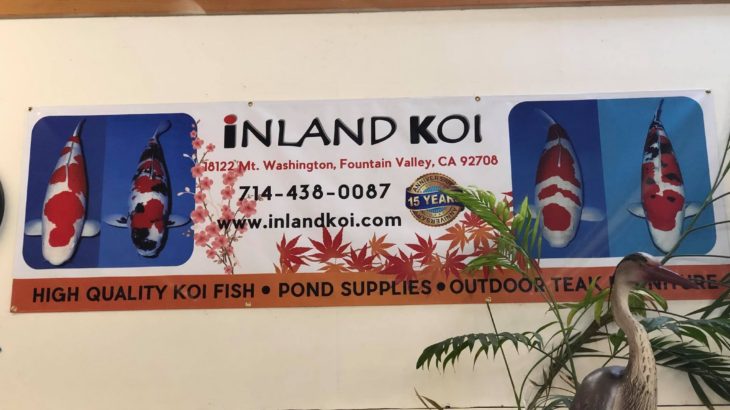 Inland koi visit in CA USA.