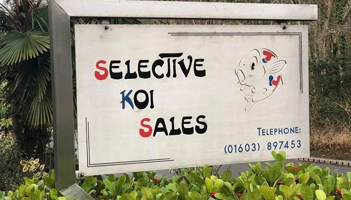 Selective koi sales visit in England.