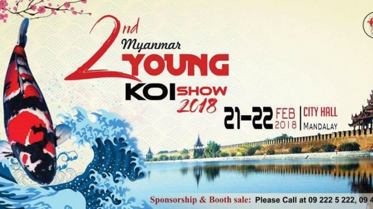 2th Myanmer young koi show will be start 21-22 February.