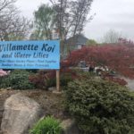 Willamette koi visit in Oregon USA.