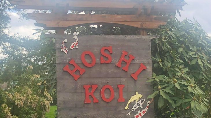 Hoshi koi visit in Tacoma Washington USA.