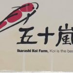 Ikarashi koi farm visit.