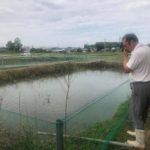 Yamashiro koi farm visit in Kyoto prefecture.