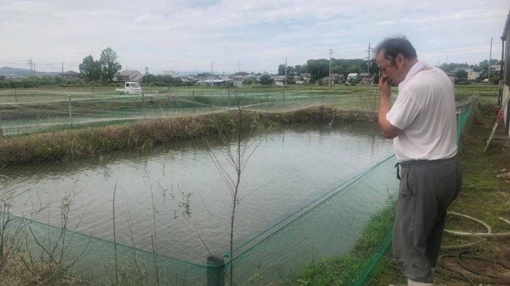 Yamashiro koi farm visit in Kyoto prefecture.