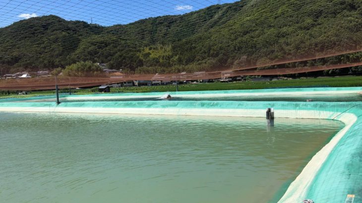 Momotaro koi farm visit in Okayama prefecture today.