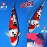 JPD Koi photo collection