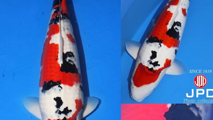 JPD Koi photo collection