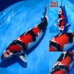 JPD Koi photo collection