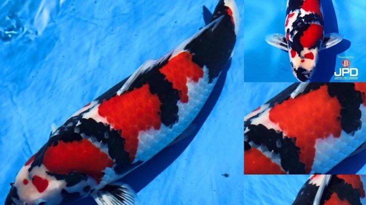 JPD Koi photo collection