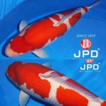 Dear.All over the world koi lovers