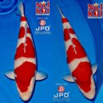 JPD Koi photo collection