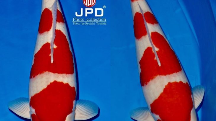 JPD Koi photo collection