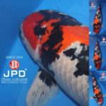 ZNA The 55th International Koi Show