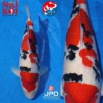 JPD Koi photo collection