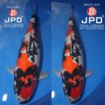 ZNA The 55th International Koi Show