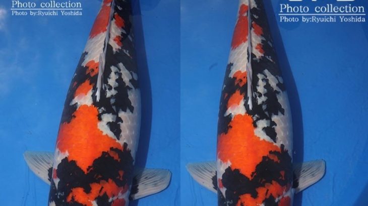 ZNA The 55th International Koi Show