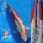 JPD Koi Photo Collections