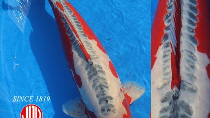 JPD Koi Photo Collections