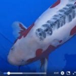 ZNA The 55th International Koi Show