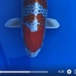 ZNA The 55th International Koi Show