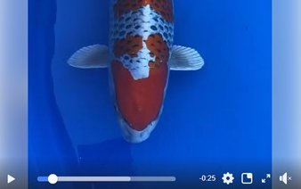 ZNA The 55th International Koi Show