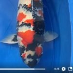 ZNA The 55th International Koi Show