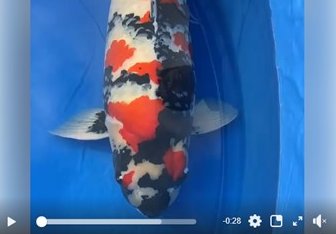 ZNA The 55th International Koi Show