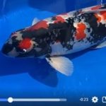 ZNA The 55th International Koi Show