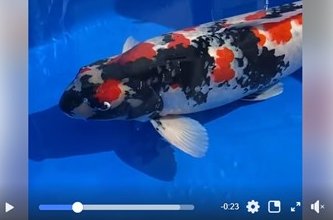 ZNA The 55th International Koi Show