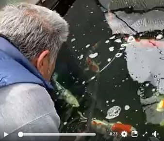 Tendou Koi Farm in Fukui prefecture.