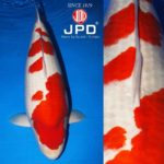 JPD koi Photo Collections