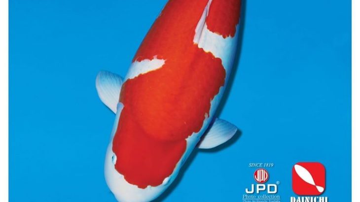 JPD Koi Photo Collections