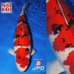 JPD koi Photo video Collections