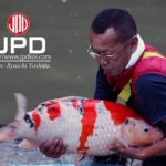 JPD Koi photo Collections