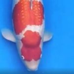 JPD koi Photo video Collections