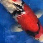 I miss American Koi lovers …