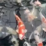 JPD koi Photo video Collections