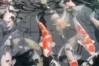 JPD koi Photo video Collections