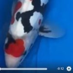 JPD koi Photo video Collections